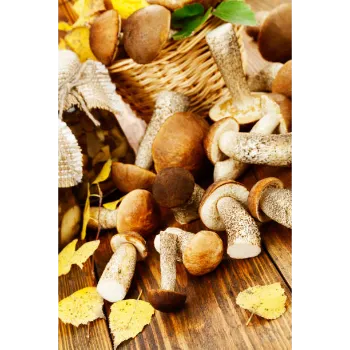 frozen-mushroom-57 (1)-5006522-26380.webp